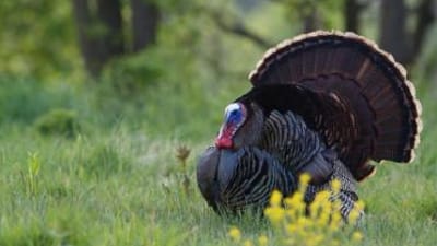 A wild turkey in the field, using turkey calls concept.