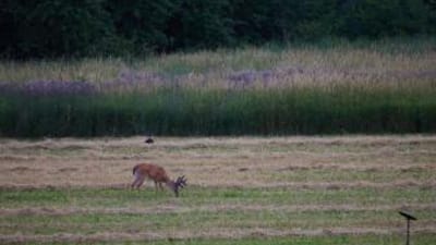 A whitetail buck feeds in a field, understanding deer feeding times concept.