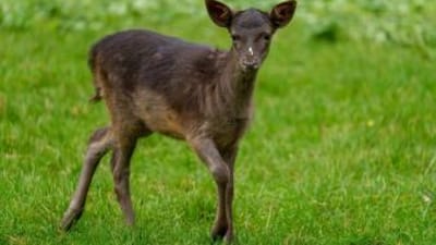 Rare black deer in a green field.