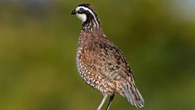 Close-up of a quail on a fence rail, quail season Arizona concept. 