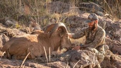 Hunter smiles with bighorn sheep after hunt, surplus hunting tags concept.