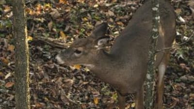 A whitetail buck at the edge of the woods, Oklahoma deer season 2025 concept.