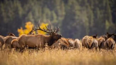 Large bull elk bugles with herd, plan a guided elk hunt concept.