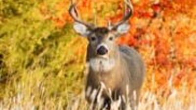 A whitetail deer in a field, how to hunt the whitetail rut concept.