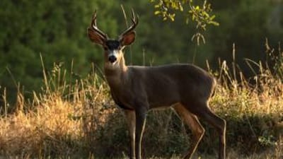 Black tail deer buck in the woods.