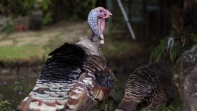 A turkey before a turkey hunt.