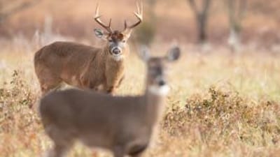 Buck deer watches doe, when will the rut start concept.
