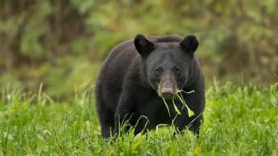A bear in the wild, black bear hunts concept.