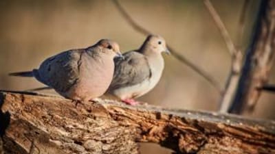 Two doves sit on a branch, when does dove hunting season start concept.