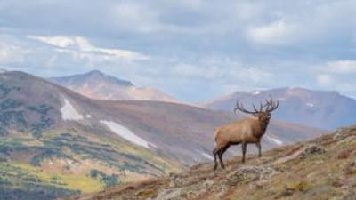An elk calls while on a ridge in mountains, Wyoming elk hunting concept.