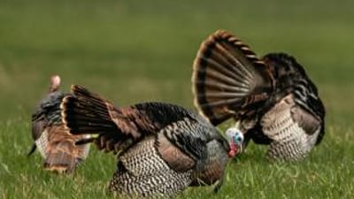 Wild turkeys in a field, prepare for spring hunting concept.