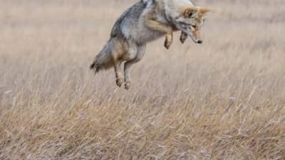 A coyote jumps in a field, find the best coyote movement times for hunts concept.
