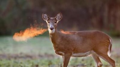 An image of a doe and its breath on a cold morning.