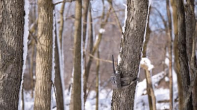A trail cam on a tree.