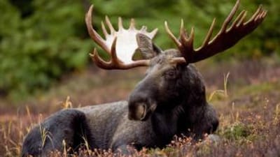 A moose in the grass, best times for moose hunting concept.