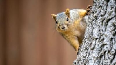 A squirrel looks straight ahead while on a tree, summer squirrel hunting success.