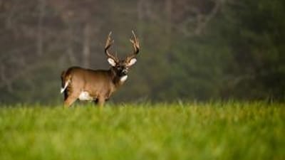 A whitetail buck stands in a green field, when is Tennessee deer hunting 2024 concept.