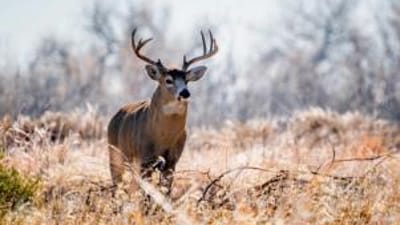 A buck deer stands in tall brush, understanding and hunting thermals concept.