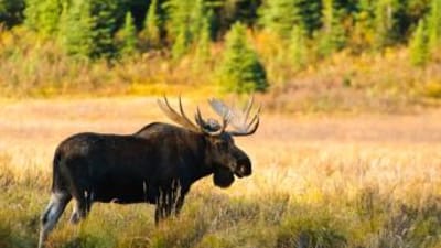 A moose in a field, bull elk vs bull moose concept.