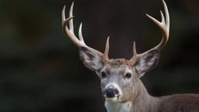 Close-up of a white-tail buck's head in the wild, being aware of CWD concept.
