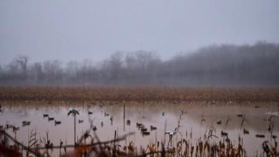 Wide view of duck decoys on the water, public waterfowl hunting land in Iowa concept.