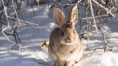 A rabbit in the snow, winter rabbit hunting tips concept.