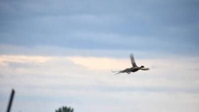Pheasant flying against the sky, pheasant hunting Texas concept.