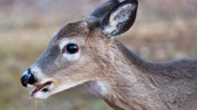 Close-up of a button buck, doe vs button buck concept.