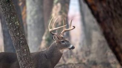 A whitetail buck in the trees, Ohio deer season concept.