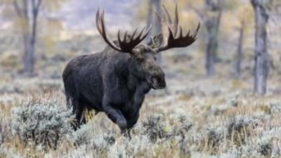 A moose with large antlers walks through a field.