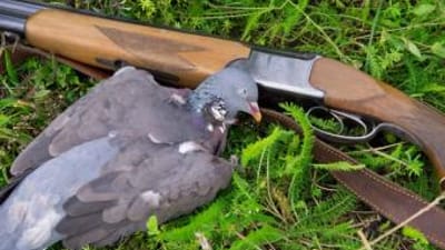 Dove laying next to shotgun after hunt, dove hunting setup concept.