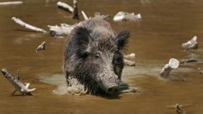A wild hog in muddy water.