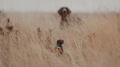 Upland bird in brush with dog in the background.