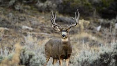 A mule deer in a field, AZ Strip mule deer hunt concept.