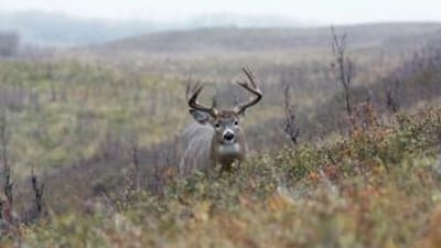 A whitetail buck peeks over a ridge in a field, deer hunting season NY concept.