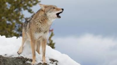 A coyote howls on a snowy rock.
