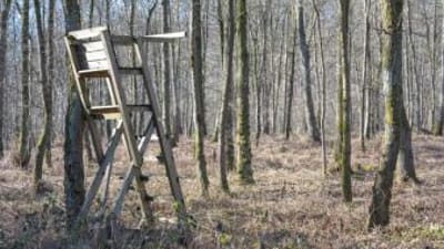 DIY ladder tree stand in the woods.