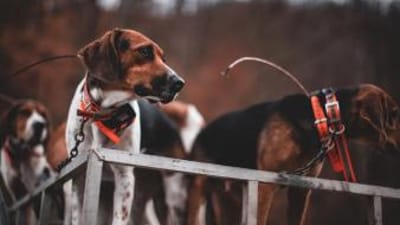 Beagles ready to hunt, how to hunt rabbits with dogs concept.
