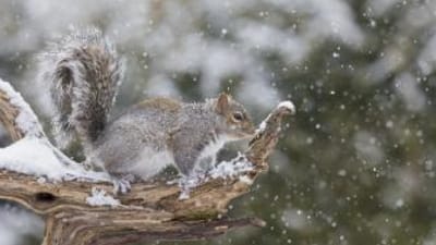 A squirrel sits on a tree limb in the winter, squirrel hunting tips.
