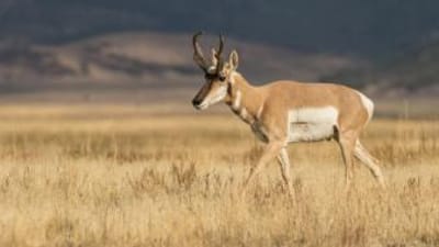 Pronghorn walking in a field, scouting before pronghorn hunting concept.