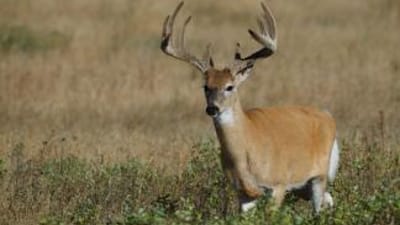 Buck deer with velvet on the antlers.