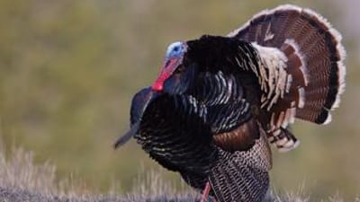 A turkey in spring, turkey hunting on a budget concept.