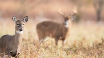 A doe in focus with a buck deer blurred standing behind in a field.