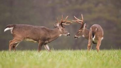 Two whitetail bucks face off, understanding deer sounds concept.