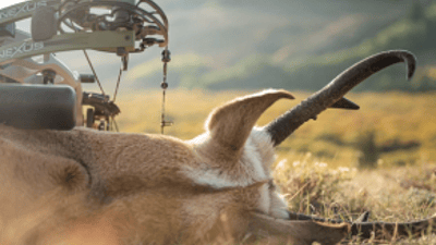 Close up of a big game kill and antlers next to a bow, western hunting concept.