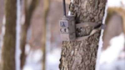 A cellular trail cam on a tree in the winter.