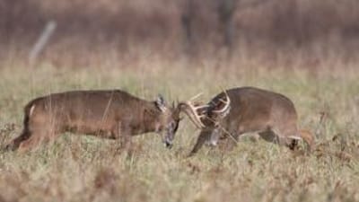 Two aggressive bucks fighting in a field, when to use the deer snort wheeze concept.