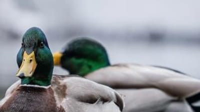 Close-up of two ducks on the water, best times for hunting waterfowl concept.