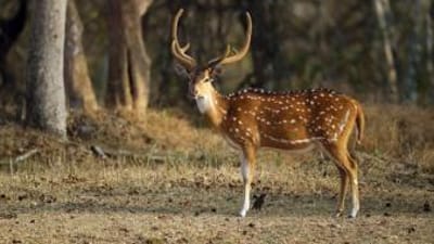 An axis deer buck standing in a field near trees.