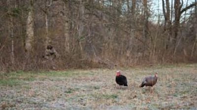 A hunter waits in the trees watching turkey decoys in field, early season turkey hunting tips concept.